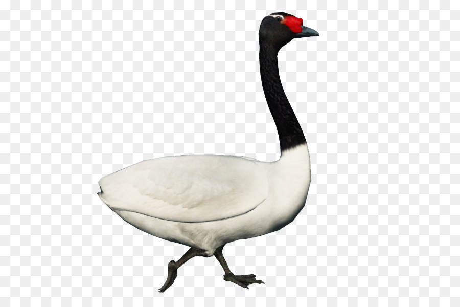 clipart duck swan