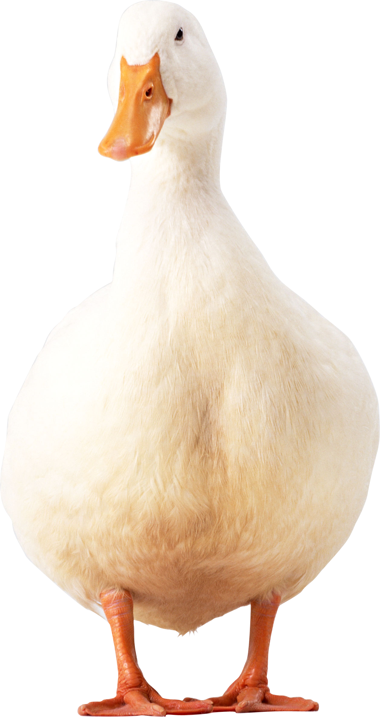 Duck two isolated stock. Duckling clipart beautiful