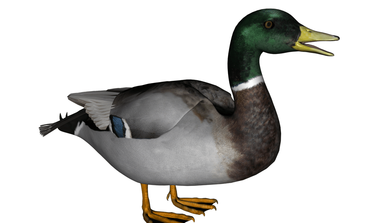 Duck wild duck