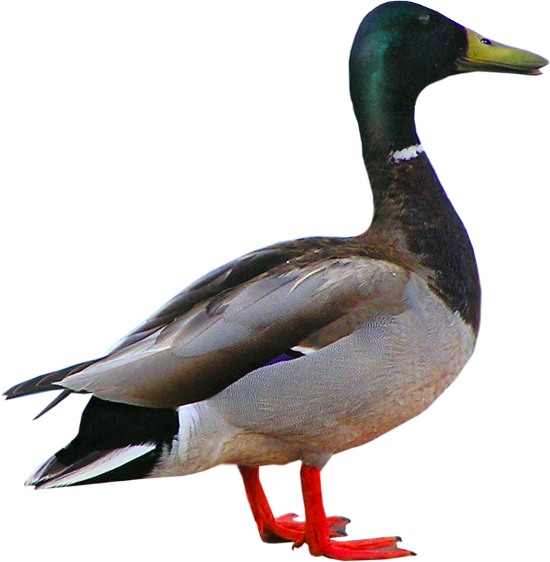 clipart duck wild duck