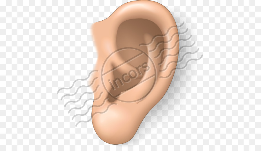Clipart ear. Clip art ears png