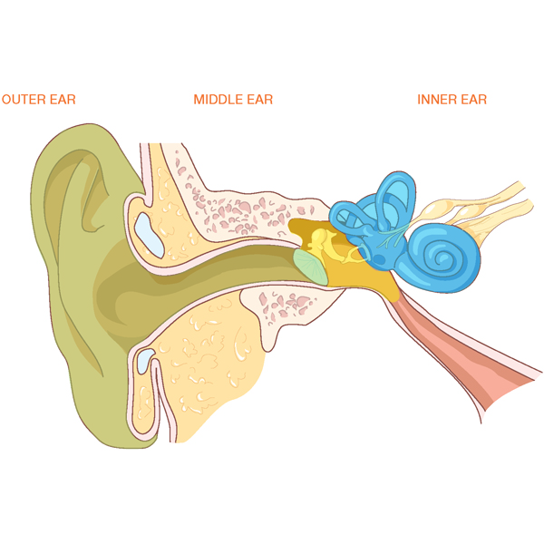 ear clipart outer ear