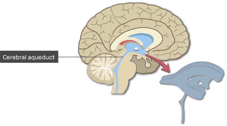 Ventricles of the brain. Ears clipart anatomy