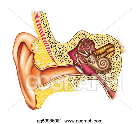 clipart ear anatomy