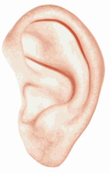 ears clipart small ear
