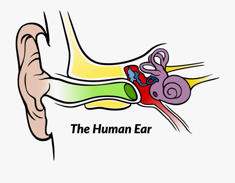 clipart ear auditory learner