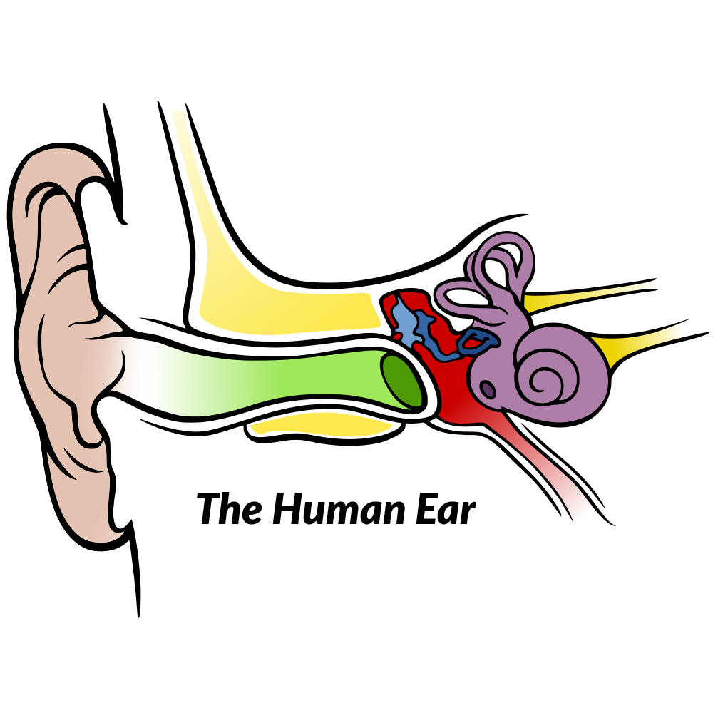 hearing clipart auditory learner