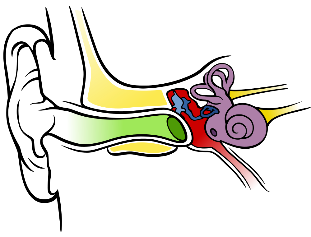File anatomy of the. Clipart ear coloring