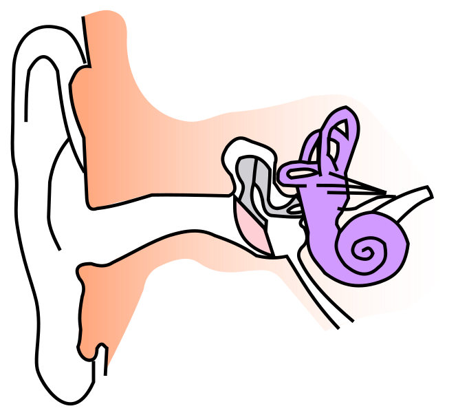 Clipart ear coloring. File anatomy notext small