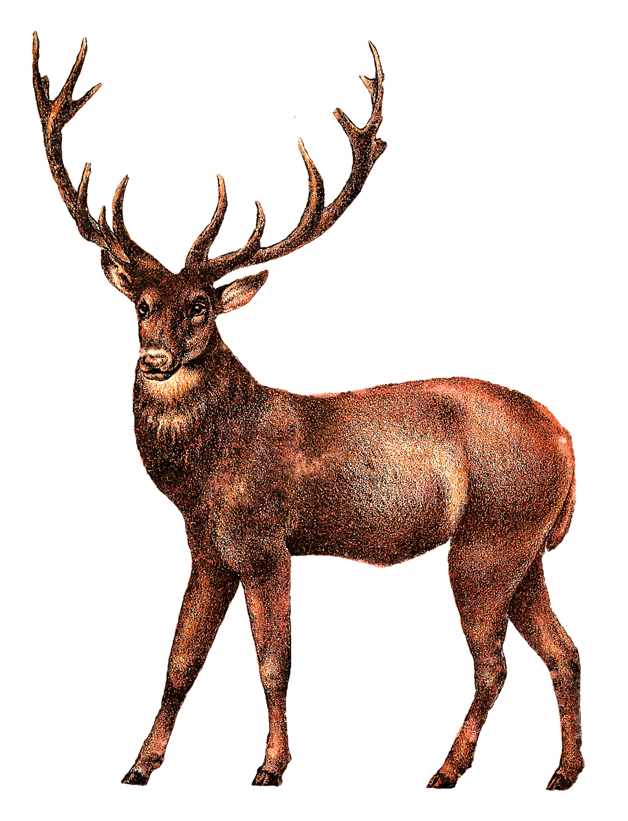 Clipart ear deer. Antique image transparent png