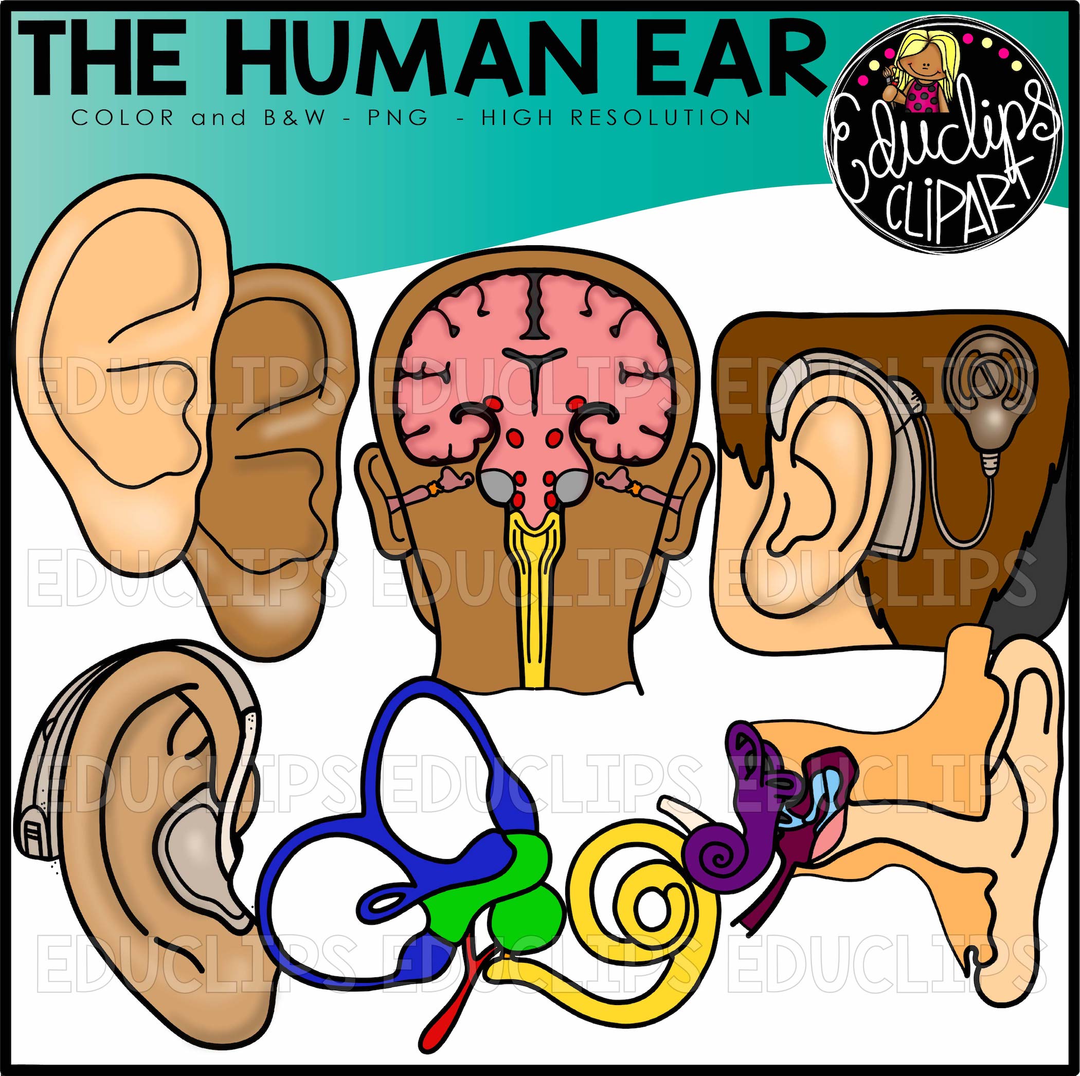 ear clipart human ear