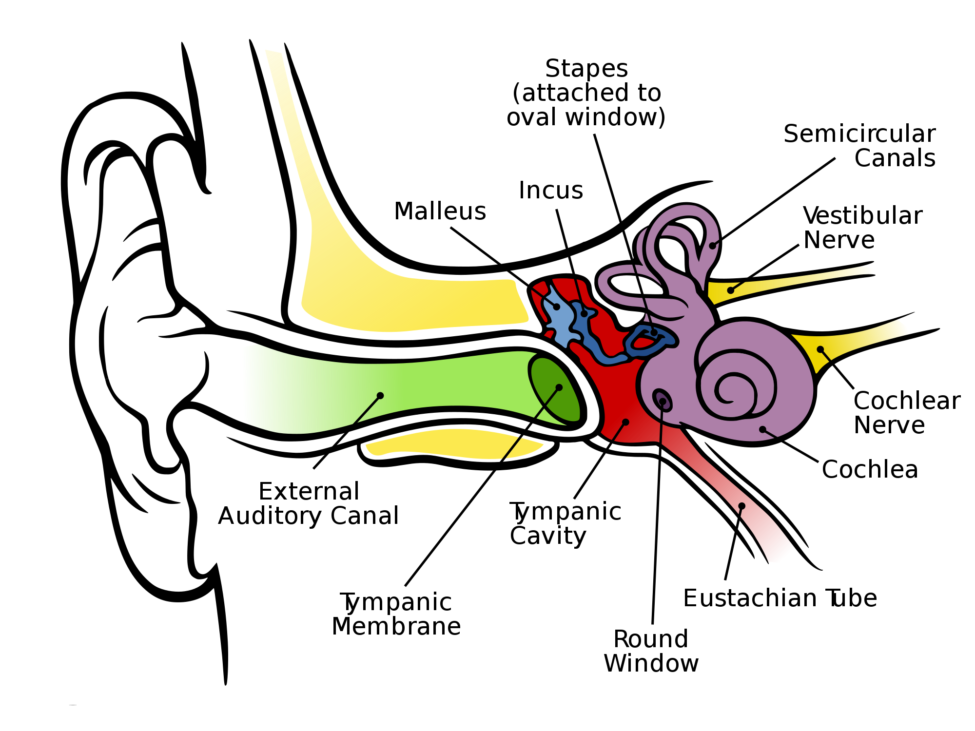 Anatomy of the human. Ear clipart ear drawing