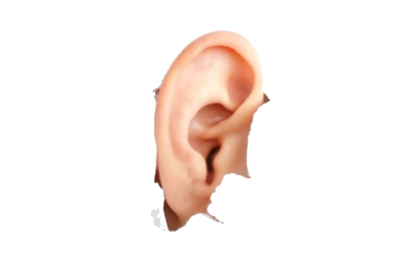 ear clipart human ear