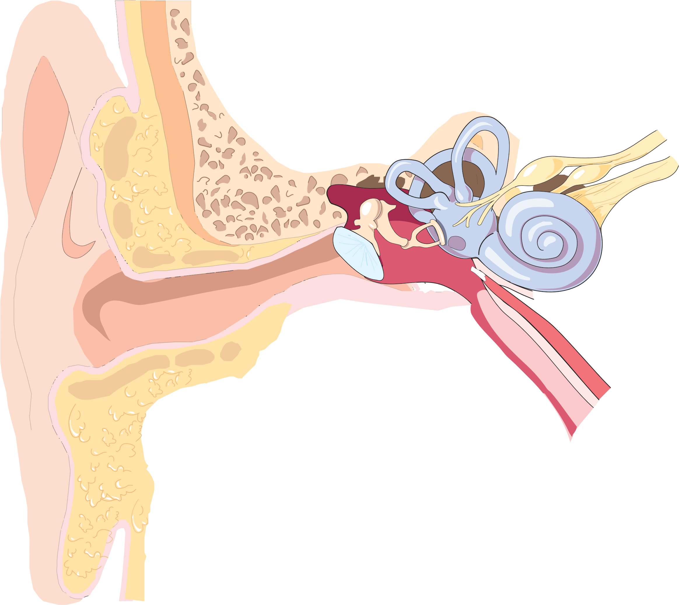 Ear anatomy big image. Human clipart anatomical body