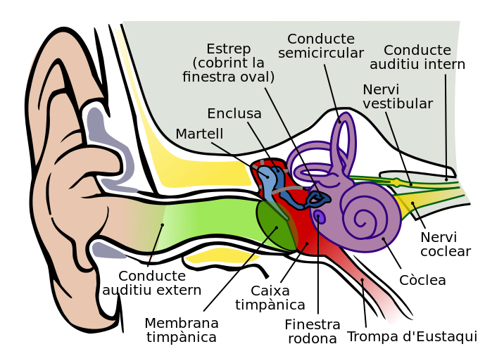 Ears clipart anatomy. File of the human