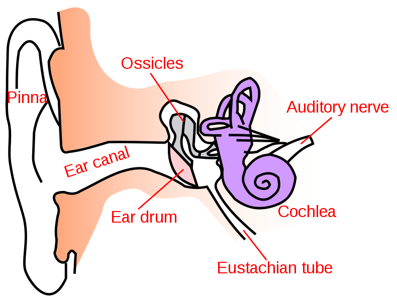 Lungs clipart ambulation. Eustachian tube dysfunction chiropractic