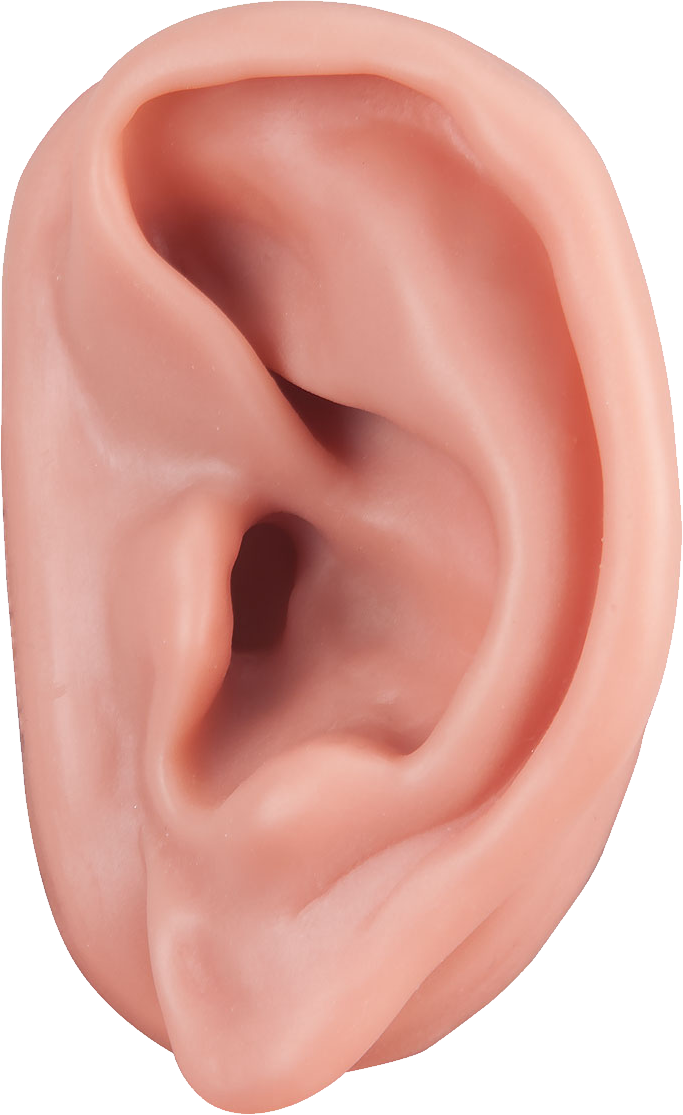 ears clipart outer ear