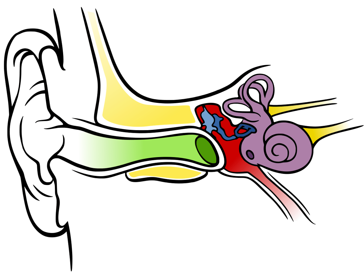 clipart ear inner ear
