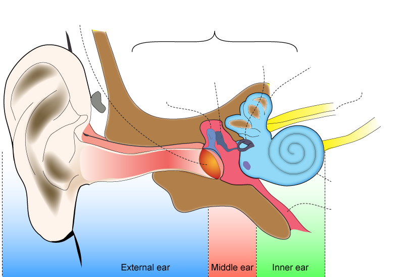 hearing clipart inner ear