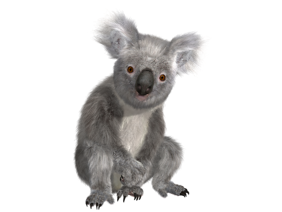 Png images free download. Koala clipart baby koala