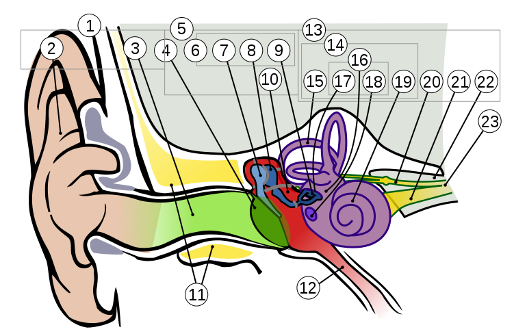 File anatomy of the. Ear clipart oido