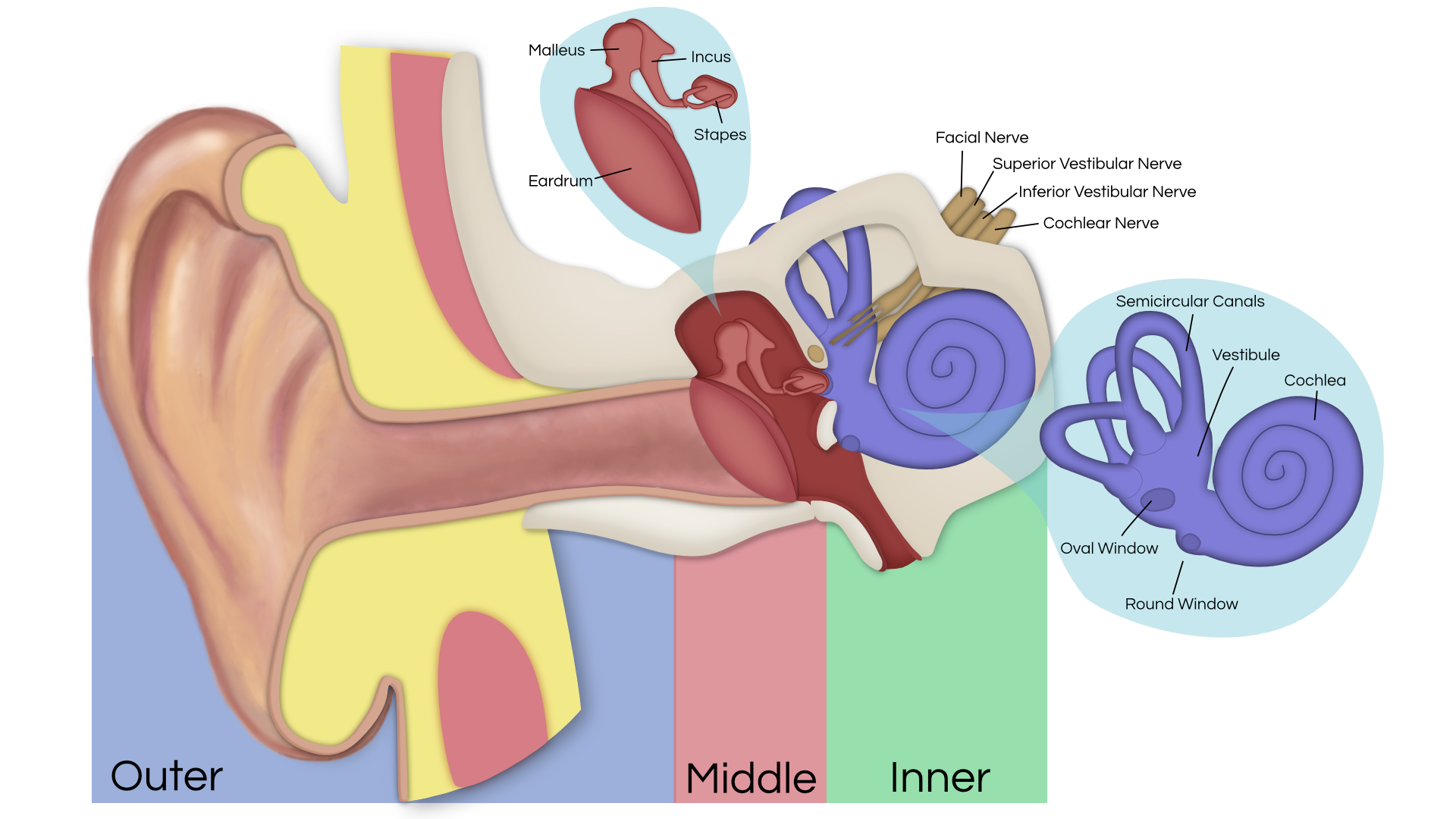 Ears clipart anatomy. How hearing works ear
