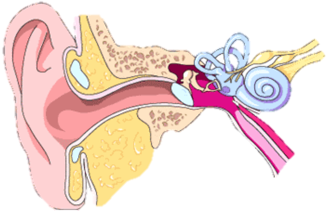 How we hear by. Clipart ear outer ear