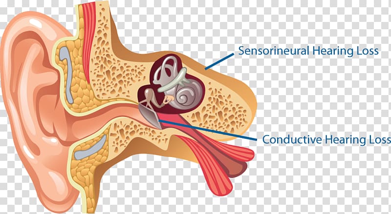 Clipart ear outer ear. Anatomy middle inner 