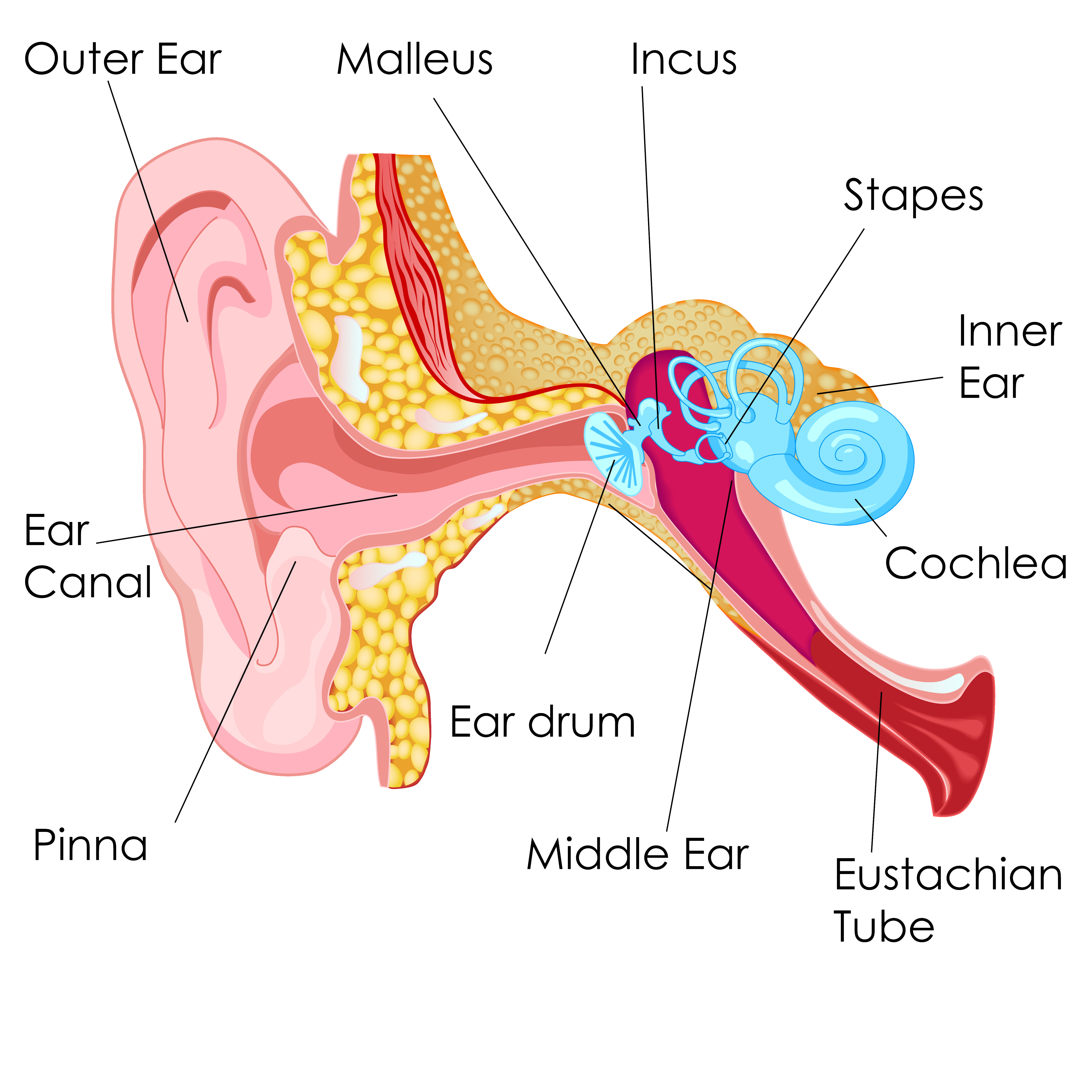 Clipart ear outer ear. Understanding hearing health care
