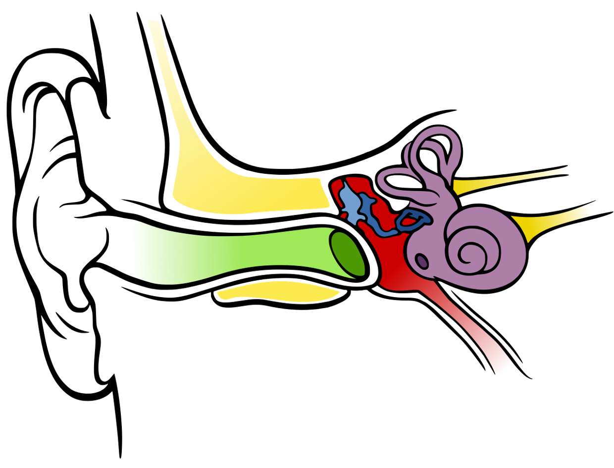 D period thinglink years. Clipart ear outer ear