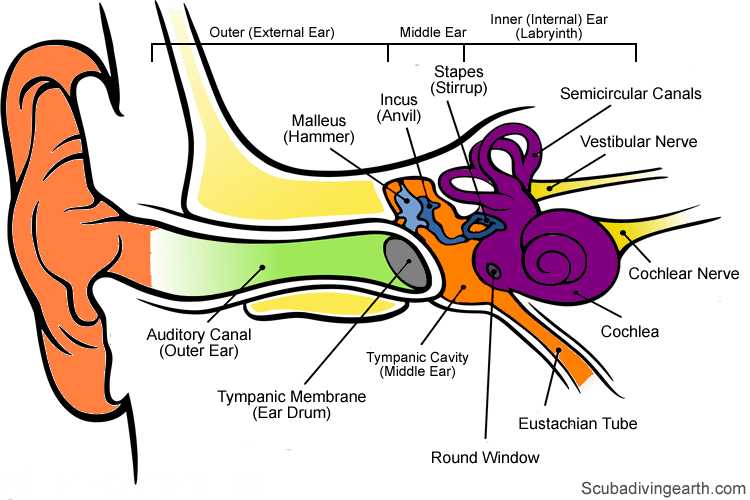 Clipart ear outer ear. How to equalize ears