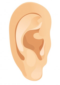 clipart ear sense organ