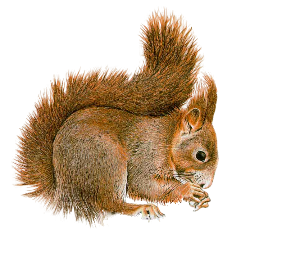 Clipart squirrel squirrel nest. Transparent png pictures free