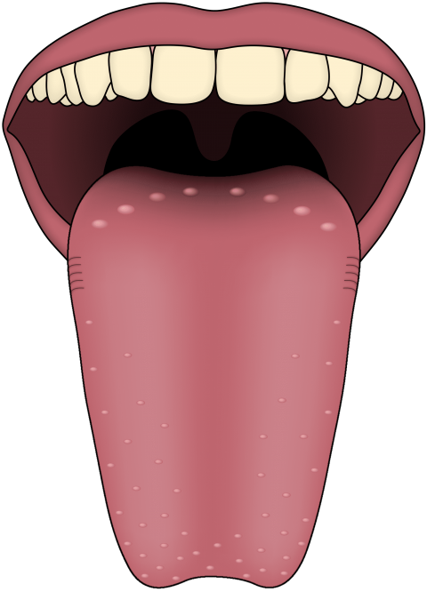 Human png free images. Clipart ear tongue