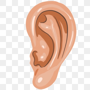 Ear clipart vector. Human png psd and