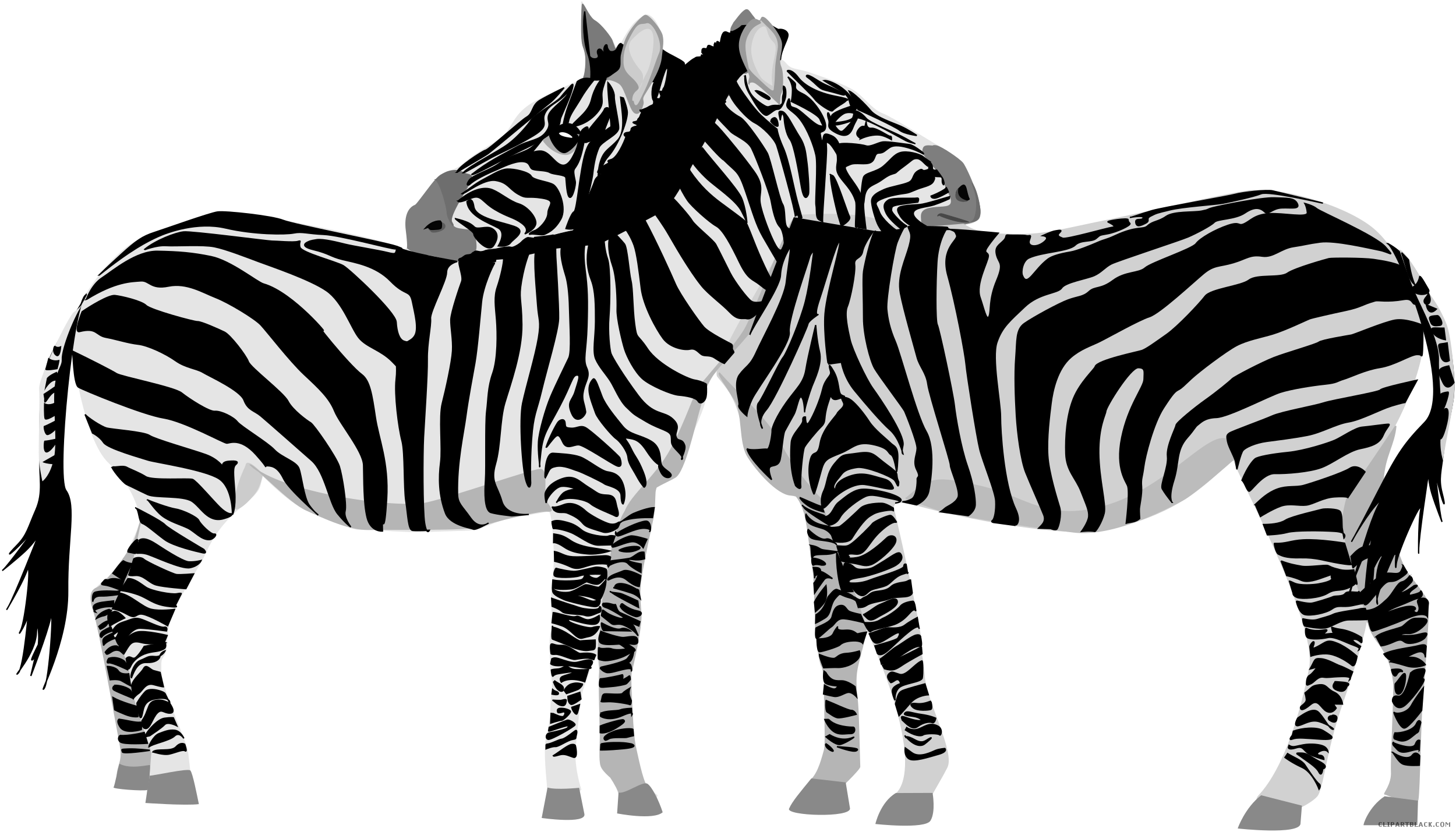 Animal free black white. Clipart zebra front