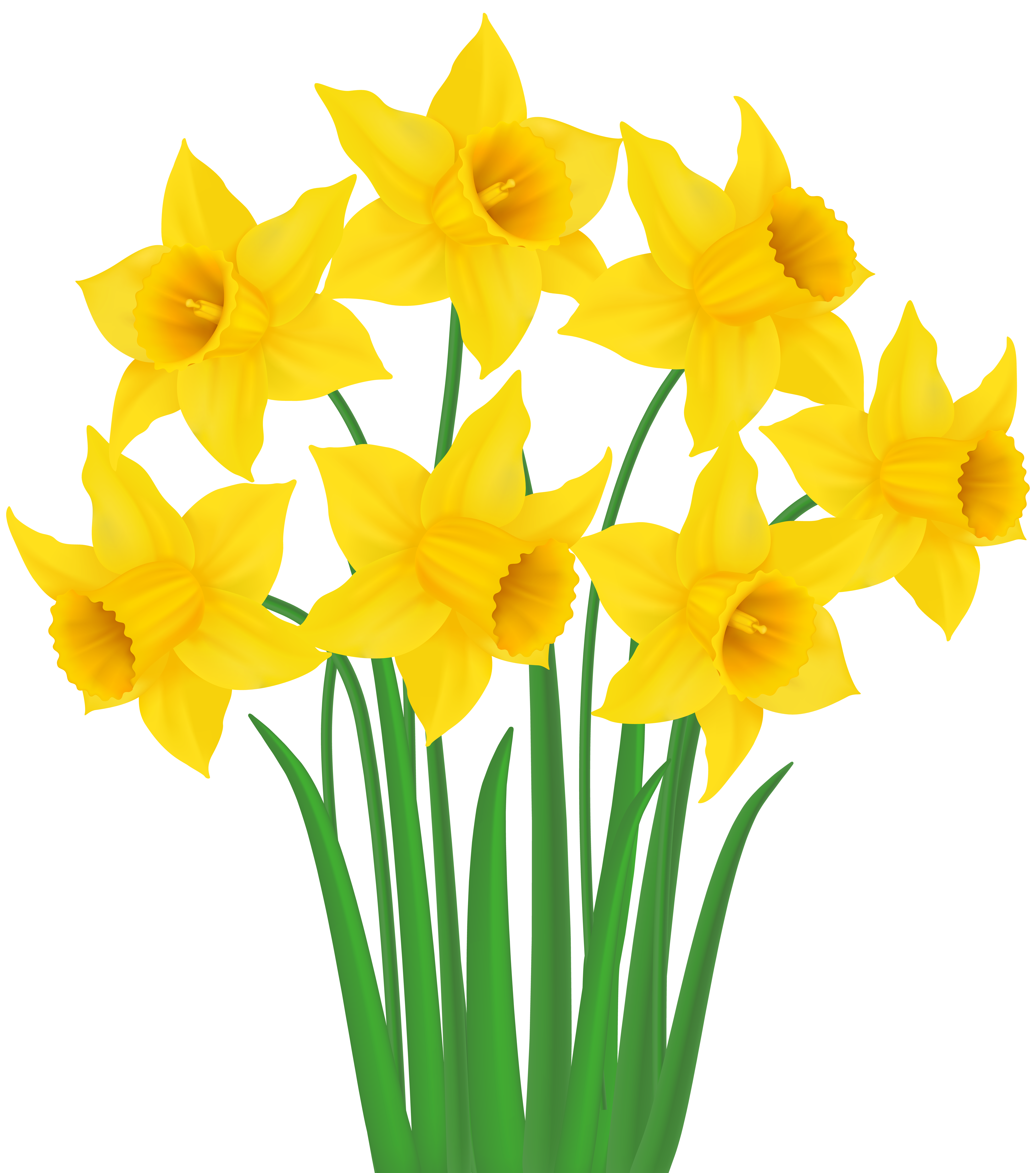 clipart spring daffodil