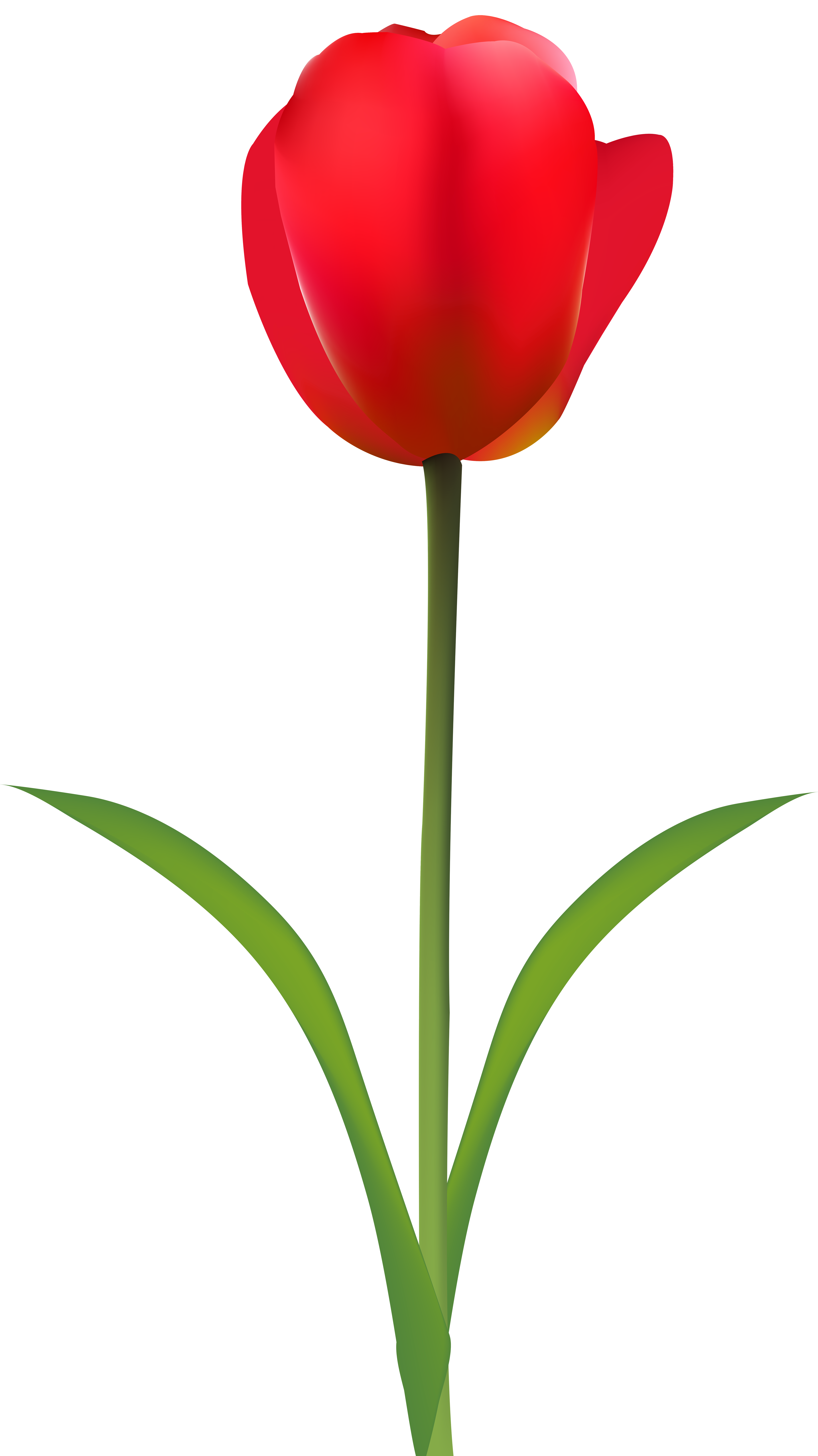 Red transparent clip art. Clipart easter tulip