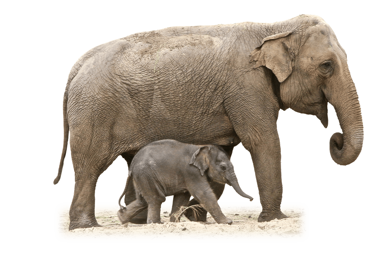 elephant clipart calf