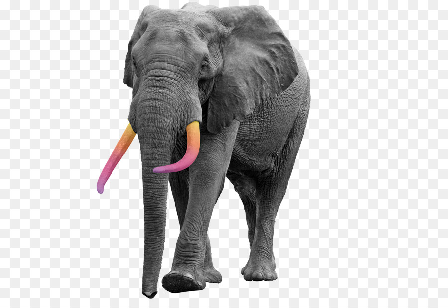 clipart elephant front