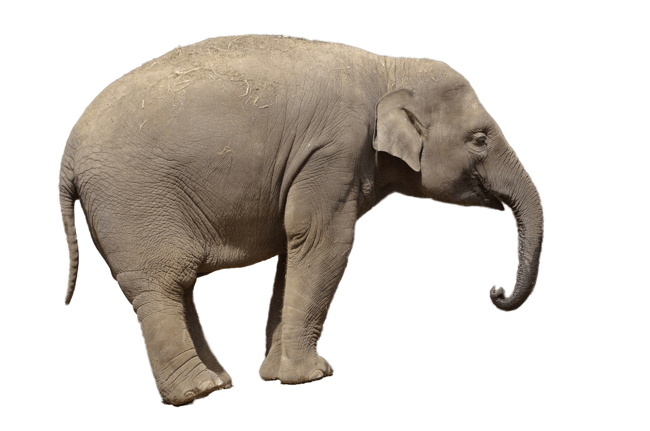 friendly clipart elephant