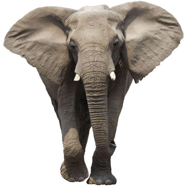 clipart elephant side view