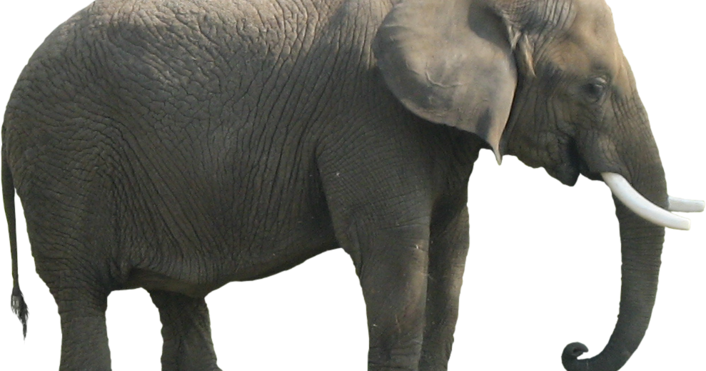 The in room . Tired clipart elephant