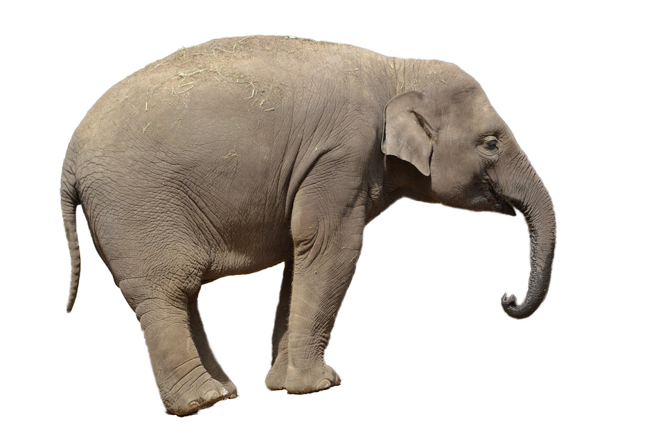 Elephants png in high. Clipart elephant transparent background