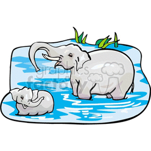 With calf bathing in. Elephant clipart water