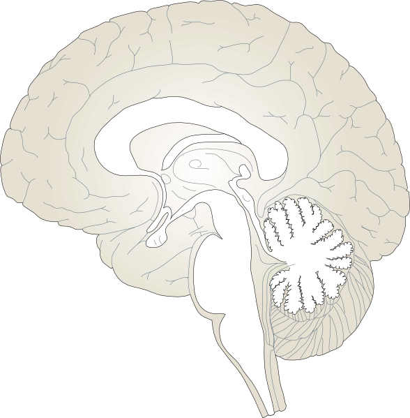Clip art at clker. Clipart eye brain