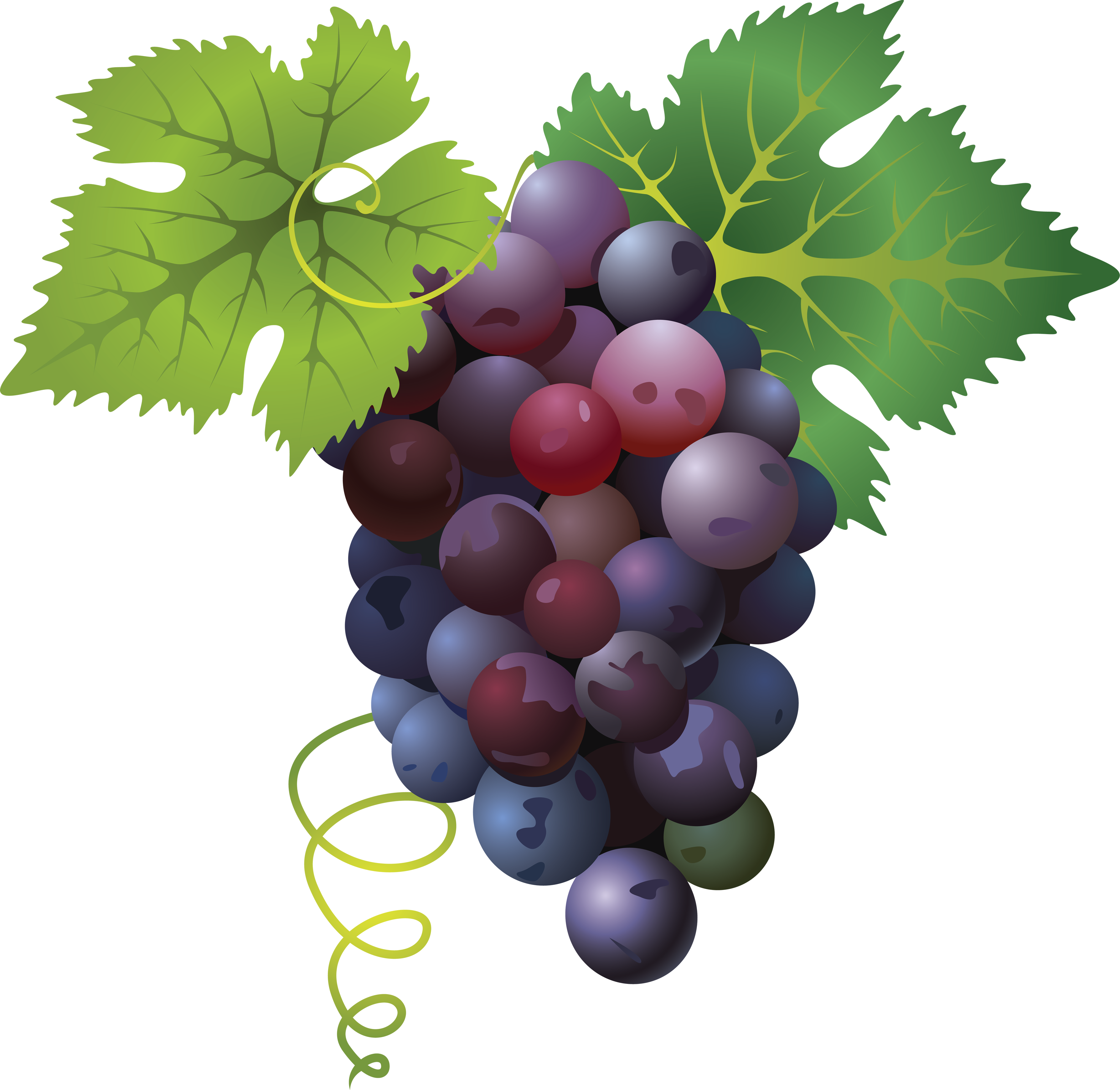 Twenty nine isolated stock. Farmer clipart grape