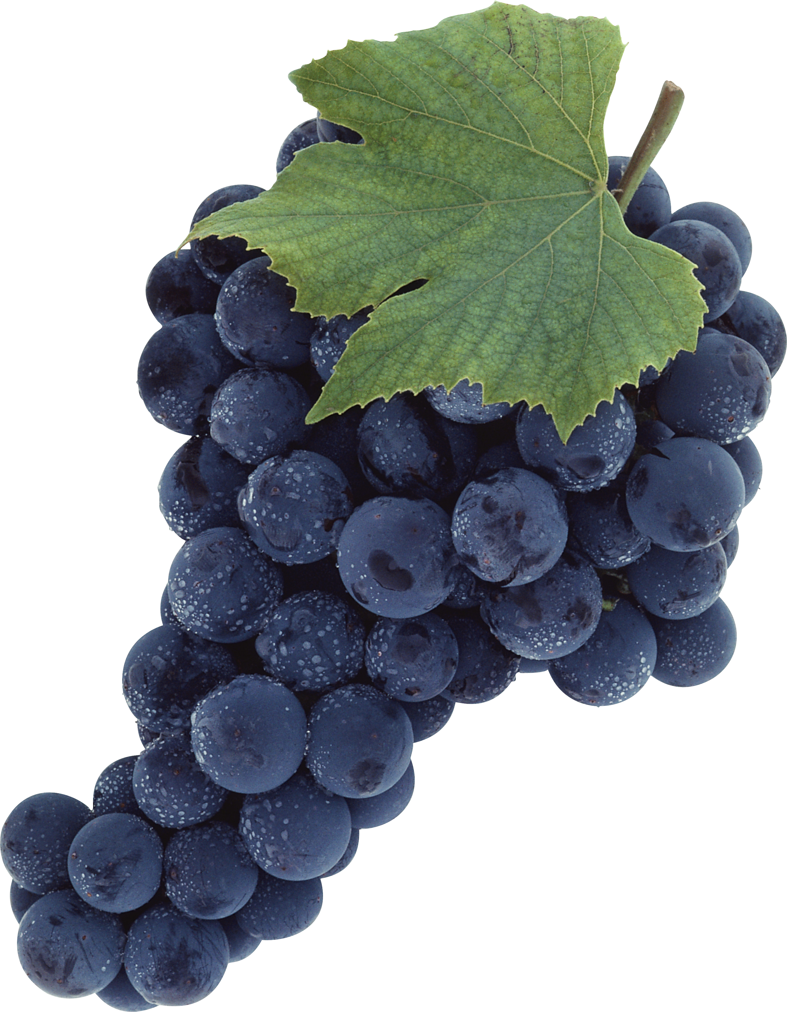 Grape clipart blue grape. Fifteen isolated stock photo