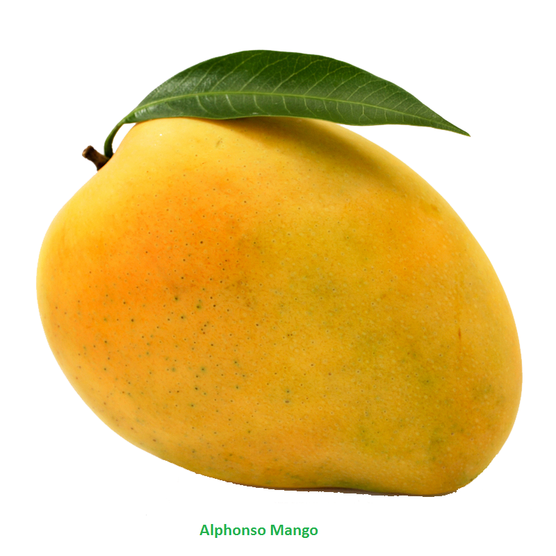 Png free images only. Mango clipart transparent background