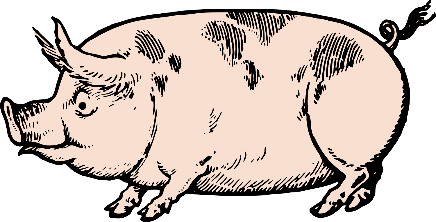 Pig vector